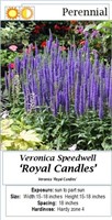 3- Royal Candles Veronica Blue Speedwell Plants