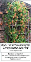 3-Scarlet Red Honeysuckle Vine Plants