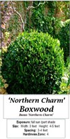 5 Northern Charm Boxwood Plants