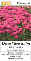 7 Dwarf Raspberry Bee Balm Plants