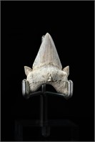 Shark tooth - L: 1.69", W:1.17"