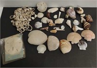 Lot w/ Sea Shells
