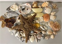 Authentic Seashells & Starfish Lot