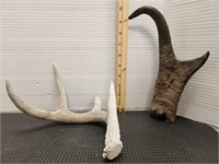 Deer antler & Antelope horn