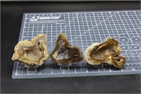 3 Polished Tampa Bay Coral Specimens, 10oz