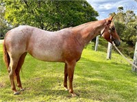 (NSW) RS ELLE - QH MARE
