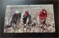 1960's Black Americana Postcard Cotton Picking