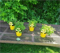 4 Annual Citronella Mosquito Plants