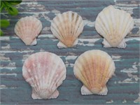 SEA SHELLS