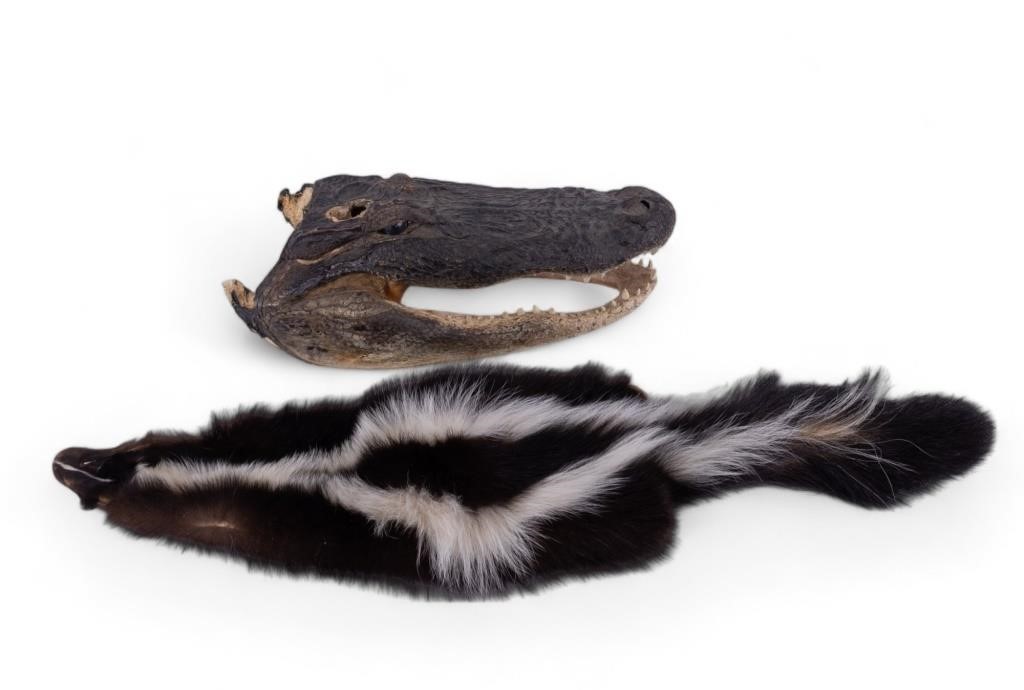 Vintage Taxidermy Gator Head & Skunk