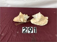 PAIR OF CONCH SHELLS