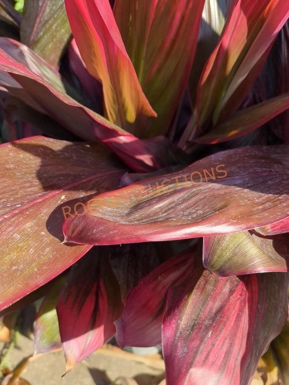 Cordyline, Burgundy