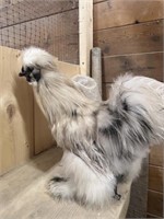 Rooster-Splash Silkie -5 months old