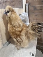 Rooster- Buff Silkie- 5 Months old