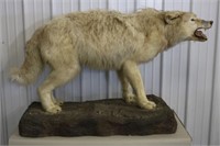Fully Body Wolf Mount, 57" Nose to Tail, 34" Tall