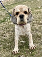 Female-Cocker Spaniel-2 years, sable roan