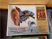 HUMAN EAR VINTAGE MODEL