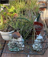 Lrg. lot Aloe plants, planter box