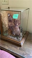 3 Quail Mounts In Glass Case