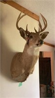 Deer Head Mount