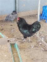 Black Ameracauna roo. 1year old. Show stock