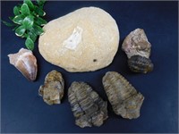 MIXED FOSSIL LOT ROCK STONE LAPIDARY SPECIMEN