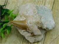 SHARK TOOTH IN MATRIX ROCK STONE LAPIDARY SPECIMEN