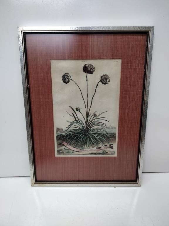 Antique Botanical Colorized Etching