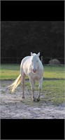 8 year old Carmello Mare