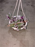 Small Hanging Basket