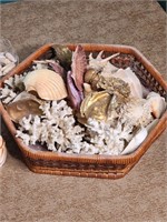 Sea Shell and Coral Lot