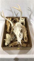 Animal skulls