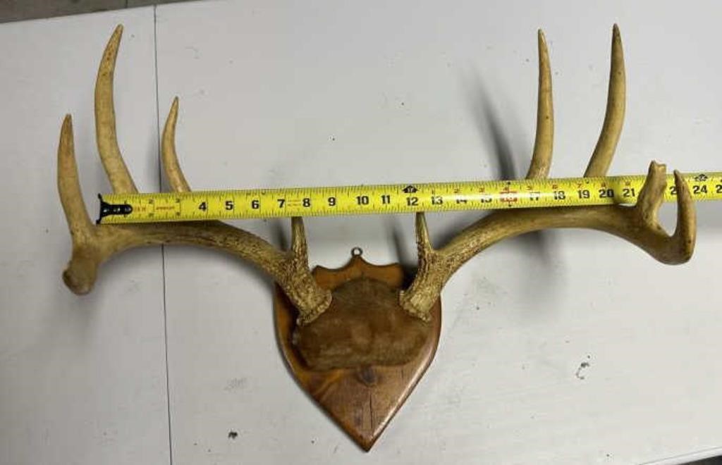 deer horns mounted