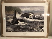 Orca Stration Print By Brian Jarvi