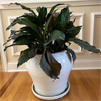 Ceramic Planter w/Real Plant