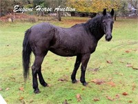 Floy the Morgan- Over 20yrs- aprox 15HH- Mare