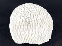 Brain Coral Specimen Tightly Convoluted Florida