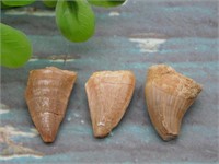 DINOSAUR TEETH ROCK STONE LAPIDARY SPECIMEN