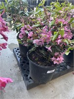2 Lot of 1 ea  Rhododendron Bushes 2 Gal