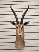 Thompson Gazelle Shoulder Mount