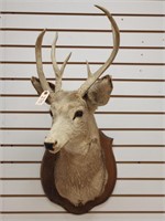 Rare 6pt 3-Antlered Whitetail on Wooden Plaque