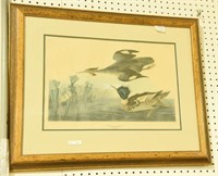 Framed Audubon engraving