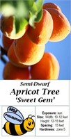 2 Sweet Gem Aprocot Trees