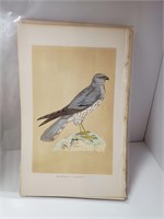 Vintage Bird Book