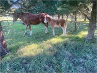 (VIC) OWENDALE SONG BIRD - MARE & COLT FOAL