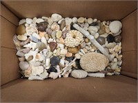 Mix of Stones and Sea Shells