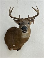 8 Point Deer Shoulder Mount