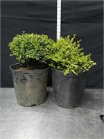 18 and 17-in common boxwood