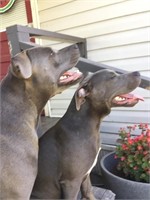 Welcome to our gray dog auction!