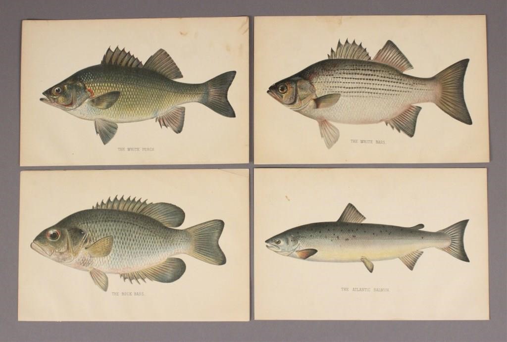 4 Assorted Fish Prints - Bass - Perch & Salmon